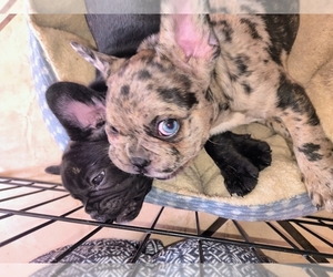 French Bulldog Puppy for sale in BRAWLEY, CA, USA