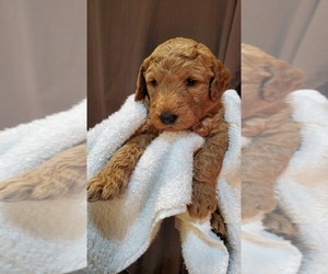 Goldendoodle (Miniature) Puppy for sale in ANNANDALE, MN, USA