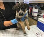Small Mutt