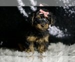 Small #1 YorkiePoo