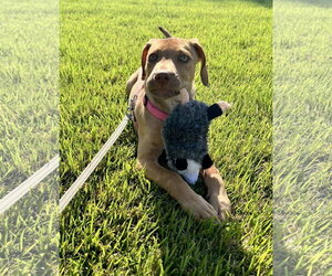 Butterscotch - Female Mutt Dog for Adoption - Photo #9