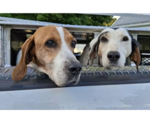 Small #7 English Coonhound-Treeing Walker Coonhound Mix