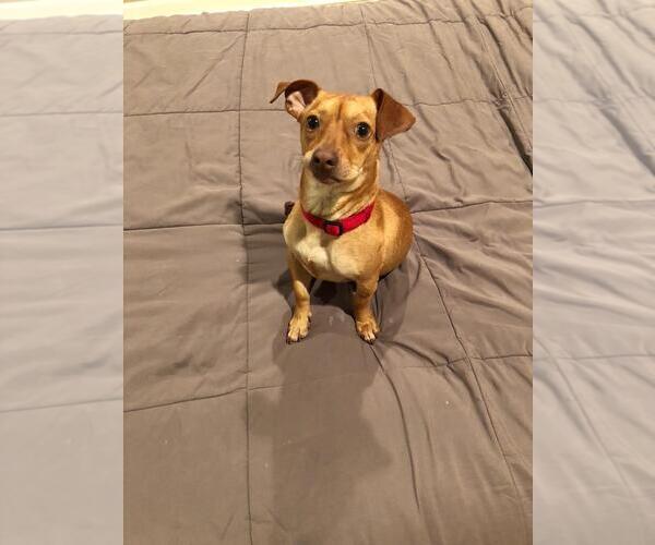 Medium Photo #1 Jackshund Puppy For Sale in Missouri City, TX, USA