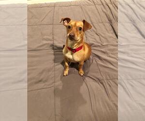 Jackshund Dogs for adoption in Missouri City, TX, USA