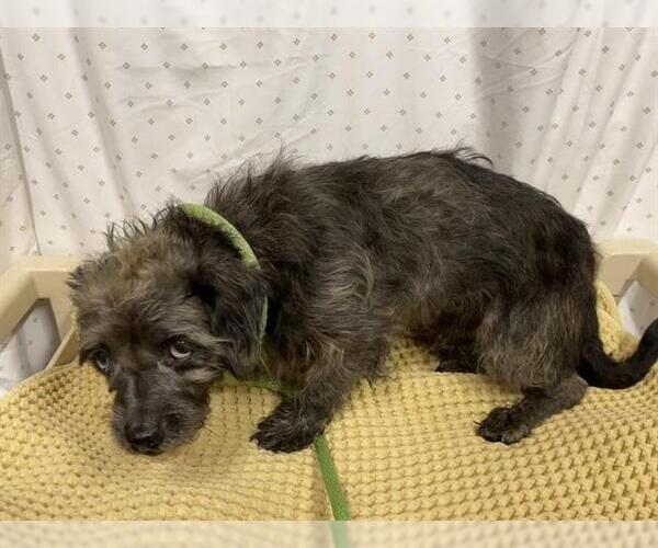 Medium Photo #1 Cairn Terrier-Unknown Mix Puppy For Sale in Modesto, CA, USA