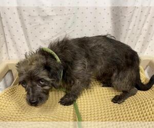 Cairn Terrier-Unknown Mix Dogs for adoption in Modesto, CA, USA