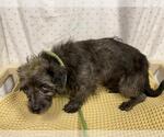 Small Cairn Terrier Mix