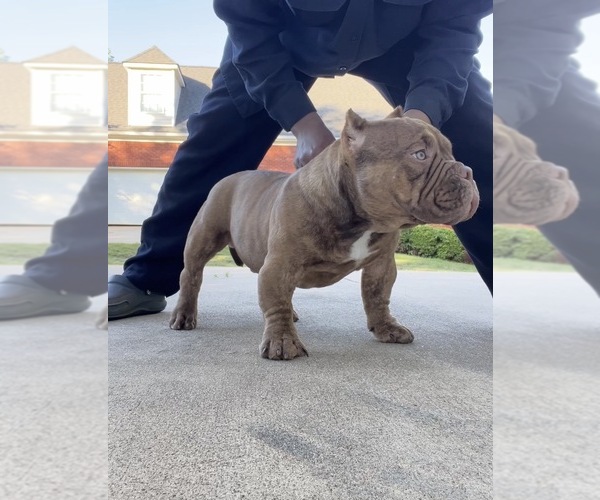 Medium Photo #1 American Bully Puppy For Sale in COVINGTON, GA, USA