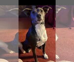 Small #1 Mutt