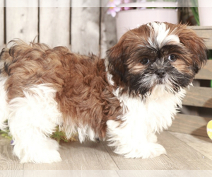 Shih Tzu Puppy for sale in MOUNT VERNON, OH, USA