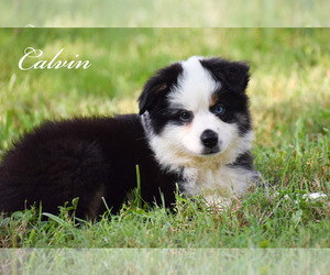 Australian Shepherd Puppy for sale in EASTON, MO, USA