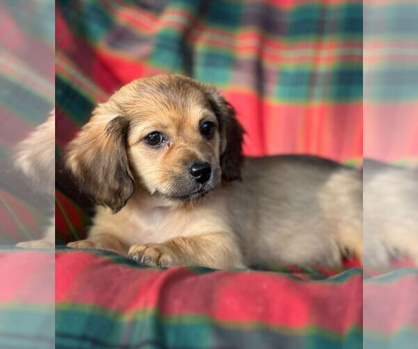 Medium Photo #1 Dachshund-Unknown Mix Puppy For Sale in Weston, FL, USA