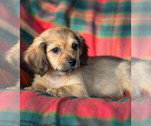 Dachshund-Unknown Mix Dogs for adoption in Weston, FL, USA