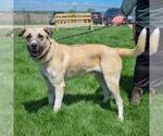 Small #1 Anatolian Shepherd Mix