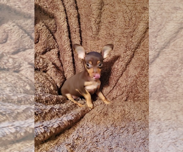 Medium Photo #1 Chihuahua Puppy For Sale in NOCONA, TX, USA