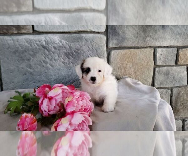 Medium Photo #1 Poodle (Miniature)-Saint Bernard Mix Puppy For Sale in SUGARCREEK, OH, USA