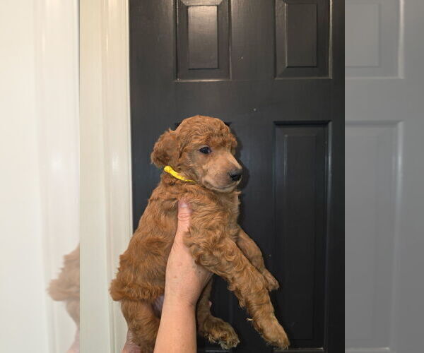 Medium Photo #2 Poodle (Standard) Puppy For Sale in ROCK HILL, SC, USA
