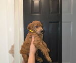 Small #1 Poodle (Standard)
