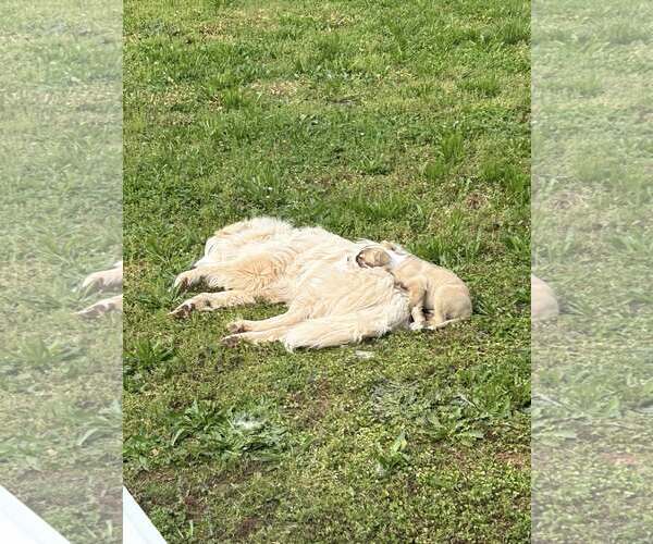 Medium Photo #2 Mutt Puppy For Sale in Greenville, SC, USA