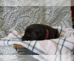 Small #1 Labrador Retriever
