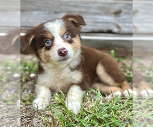 Miniature Australian Shepherd Puppy for sale in ORLANDO, FL, USA