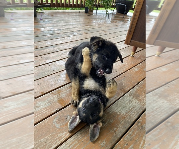 Medium Photo #1 German Shepherd Dog Puppy For Sale in WOLFE CITY, TX, USA