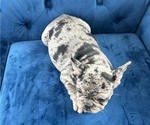 Small Photo #37 French Bulldog Puppy For Sale in NASHVILLE, TN, USA