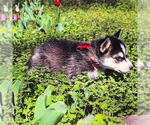 Small #3 Siberian Husky