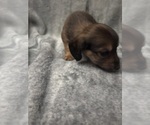 Puppy Puppy 1 Chiweenie