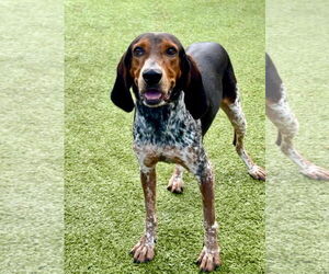 Bluetick Coonhound-Unknown Mix Dogs for adoption in Hilton Head, SC, USA