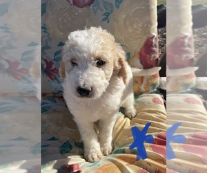 Goldendoodle Puppy for sale in FILER, ID, USA
