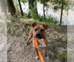Small Photo #1 American Pit Bull Terrier-Unknown Mix Puppy For Sale in Oakhurst, NJ, USA