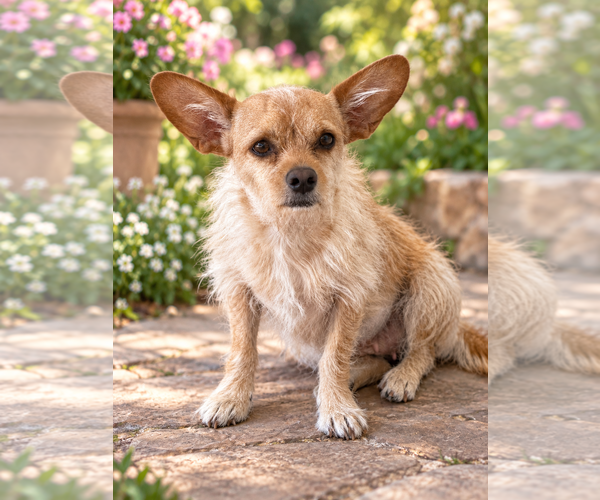 Medium Photo #2 Mutt Puppy For Sale in Lake Elsinore, CA, USA