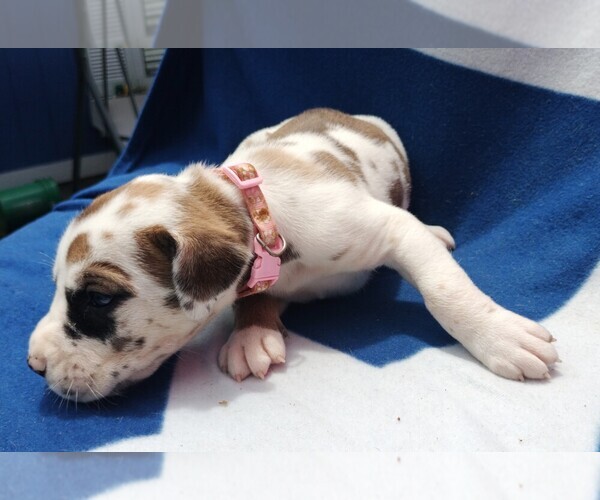 Medium Photo #1 Great Dane Puppy For Sale in ALVARADO, TX, USA