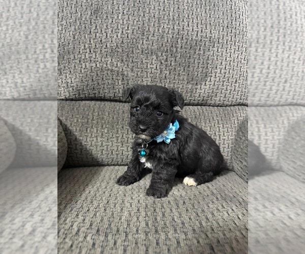 Medium Photo #1 YorkiePoo Puppy For Sale in JEFFERSONVILLE, IN, USA