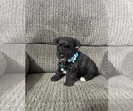 Small YorkiePoo
