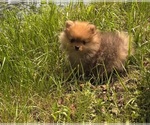 Small #1 Pomeranian