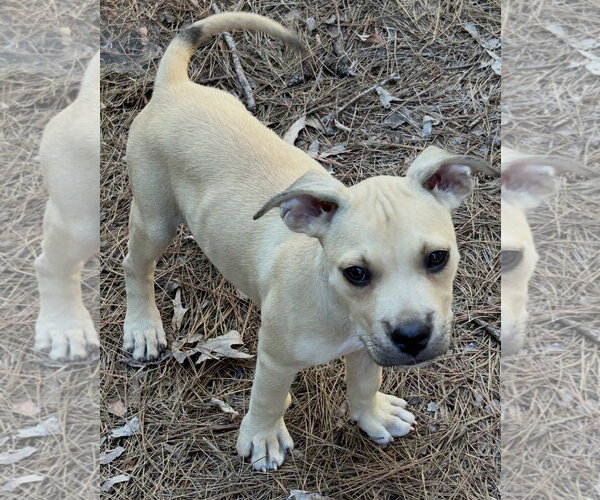 Medium Photo #1 Mutt Puppy For Sale in Rockaway, NJ, USA