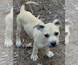 Mutt Dogs for adoption in Rockaway, NJ, USA