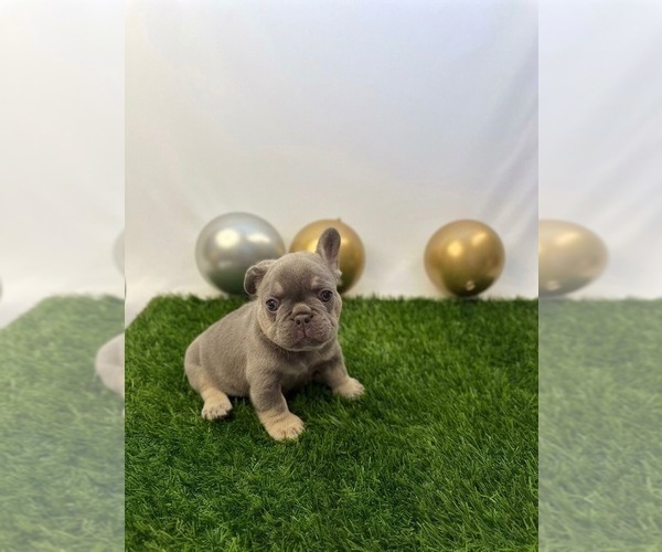 Medium Photo #3 French Bulldog Puppy For Sale in LEWISVILLE, TX, USA