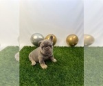Small #2 French Bulldog