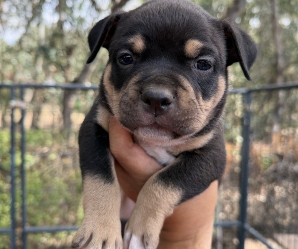 Medium Photo #1 American Bully Puppy For Sale in ESCONDIDO, CA, USA