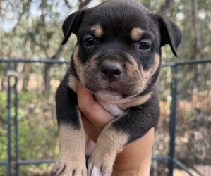 American Bully Puppy for sale in ESCONDIDO, CA, USA