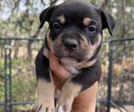 NA - Male American Bully Puppy for Sale - Small photo