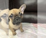 Small Photo #16 French Bulldog Puppy For Sale in CHESAPEAKE, VA, USA