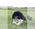 Small #7 Cavapoo