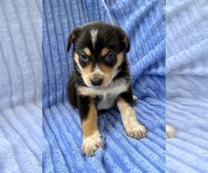 Australian Shepherd Puppy for sale in FAIR HAVEN, MI, USA