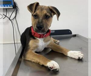 Medium German Shepherd Dog Mix