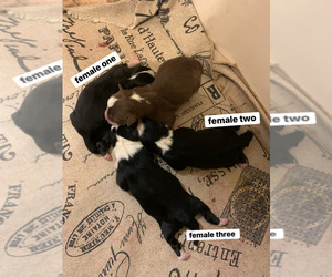 Miniature Australian Shepherd Puppy for sale in HEBER SPRINGS, AR, USA