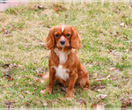 Small Photo #1 Cavalier King Charles Spaniel Puppy For Sale in SYRACUSE, IN, USA